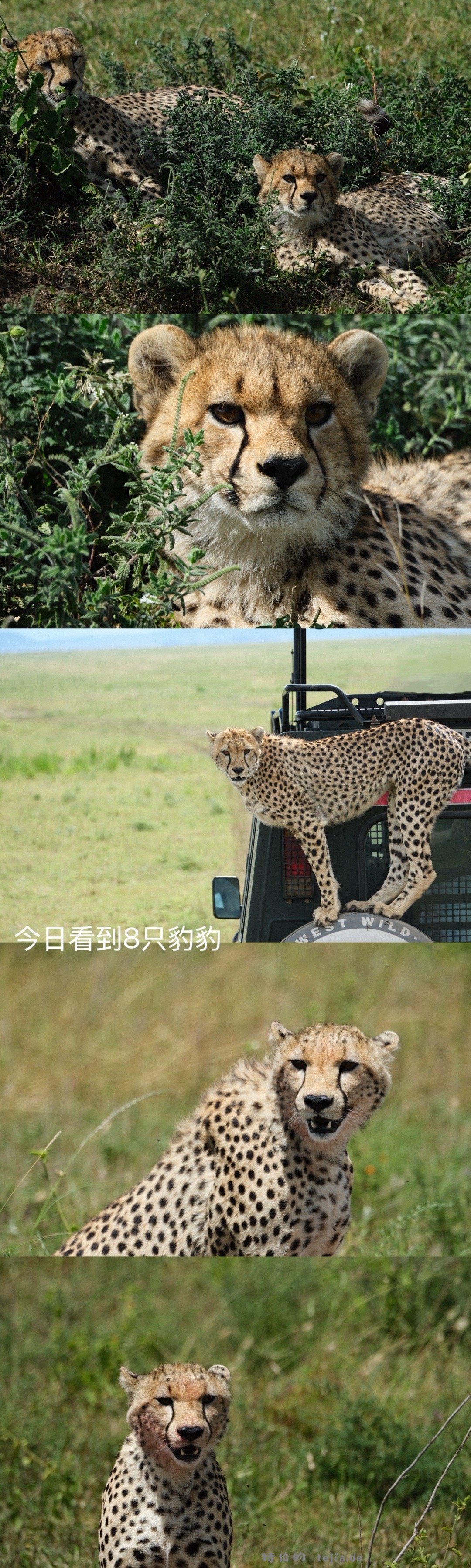 数以万计的角马奔腾 尘土飞扬 猎豹追风 群狮蛰伏 是最原始的生命张力 - 特价的