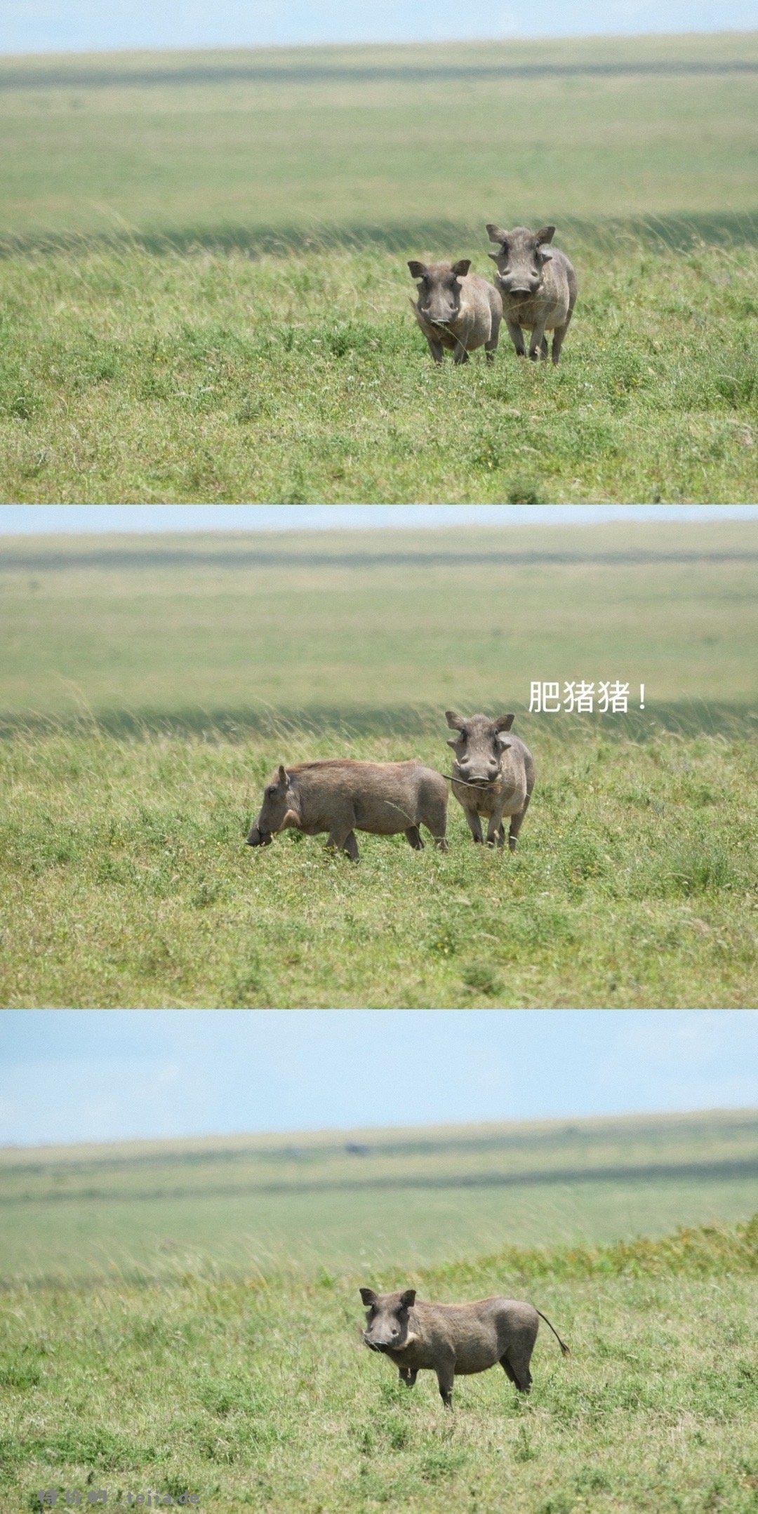数以万计的角马奔腾 尘土飞扬 猎豹追风 群狮蛰伏 是最原始的生命张力 - 特价的