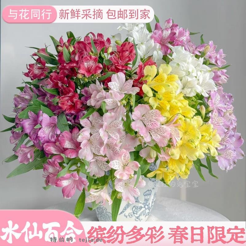橙色水仙百合10枝 9.99元，非洲小菊20枝 13.98元，康乃馨随机20枝 13.99元 - 特价的
