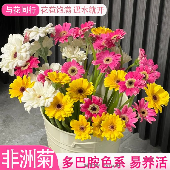 9.99 橙色水仙百合10枝 13.98 非洲小菊20枝 13.99 康乃馨 - 特价的