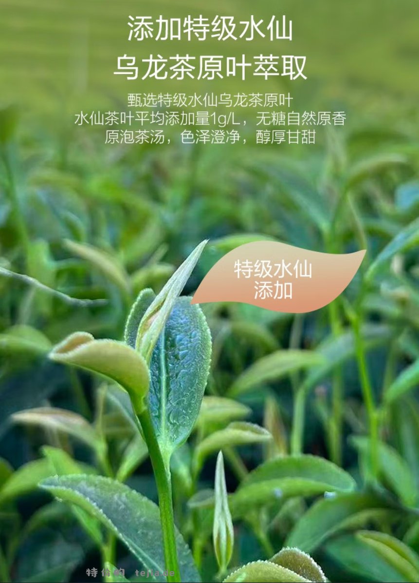 1号会员店无糖乌龙茶饮料500ml*12瓶 15.9元 - 特价的