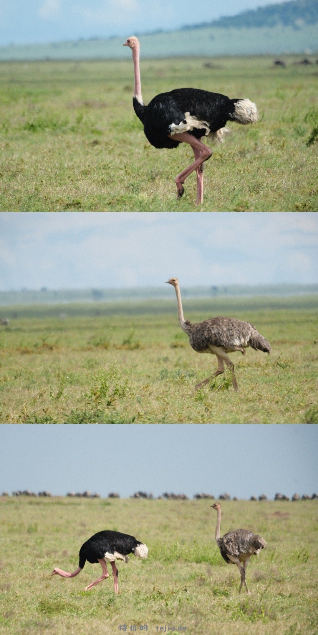 数以万计的角马奔腾 尘土飞扬 猎豹追风 群狮蛰伏 是最原始的生命张力 - 特价的