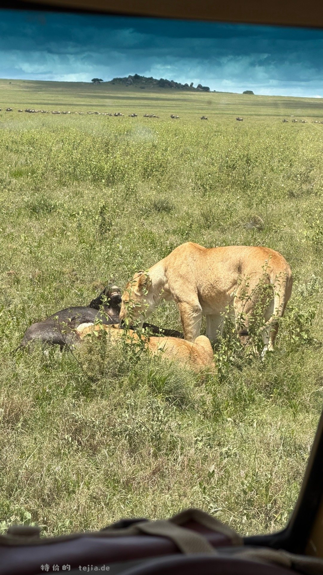 数以万计的角马奔腾 尘土飞扬 猎豹追风 群狮蛰伏 是最原始的生命张力 - 特价的