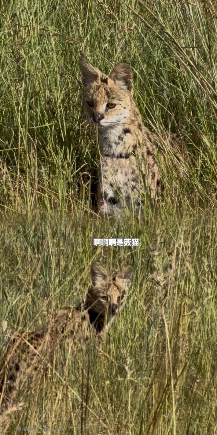 数以万计的角马奔腾 尘土飞扬 猎豹追风 群狮蛰伏 是最原始的生命张力 - 特价的