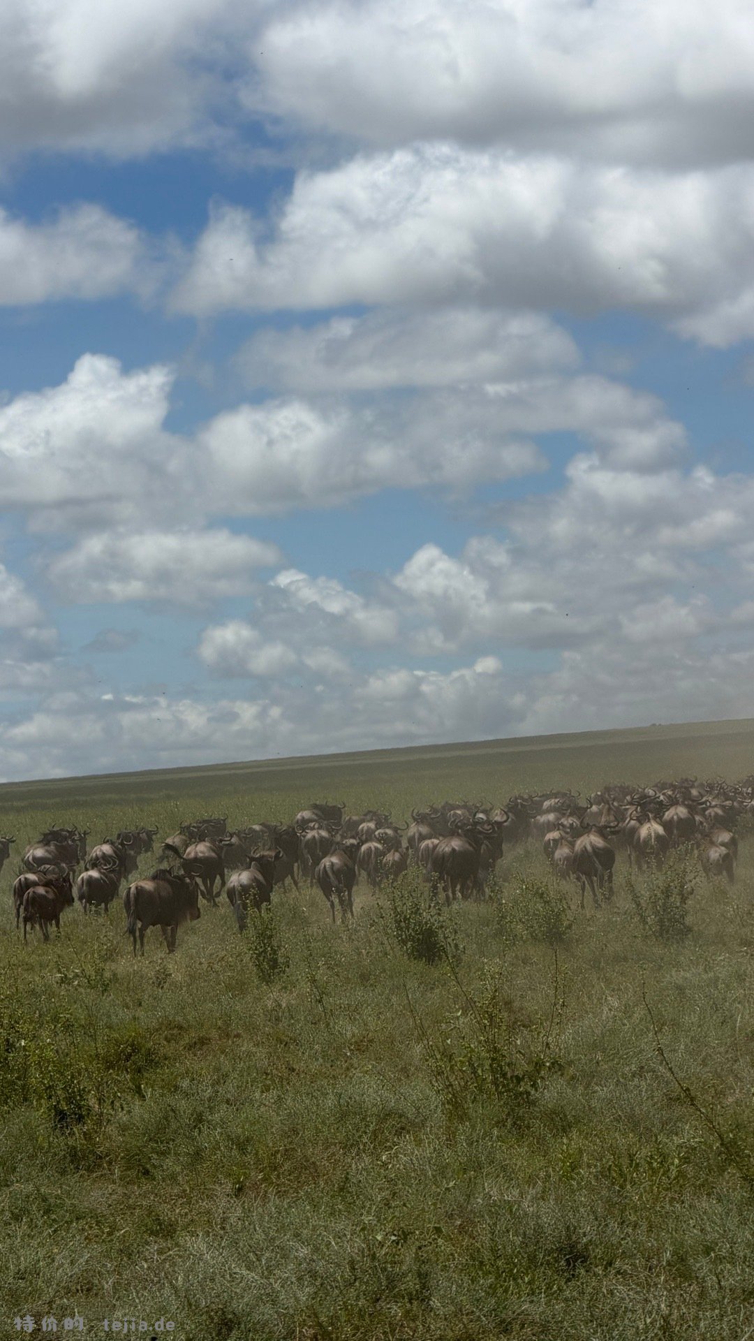数以万计的角马奔腾 尘土飞扬 猎豹追风 群狮蛰伏 是最原始的生命张力 - 特价的