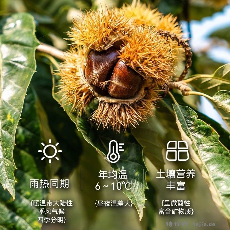 粒上皇板栗仁45g*10袋 28元 - 特价的