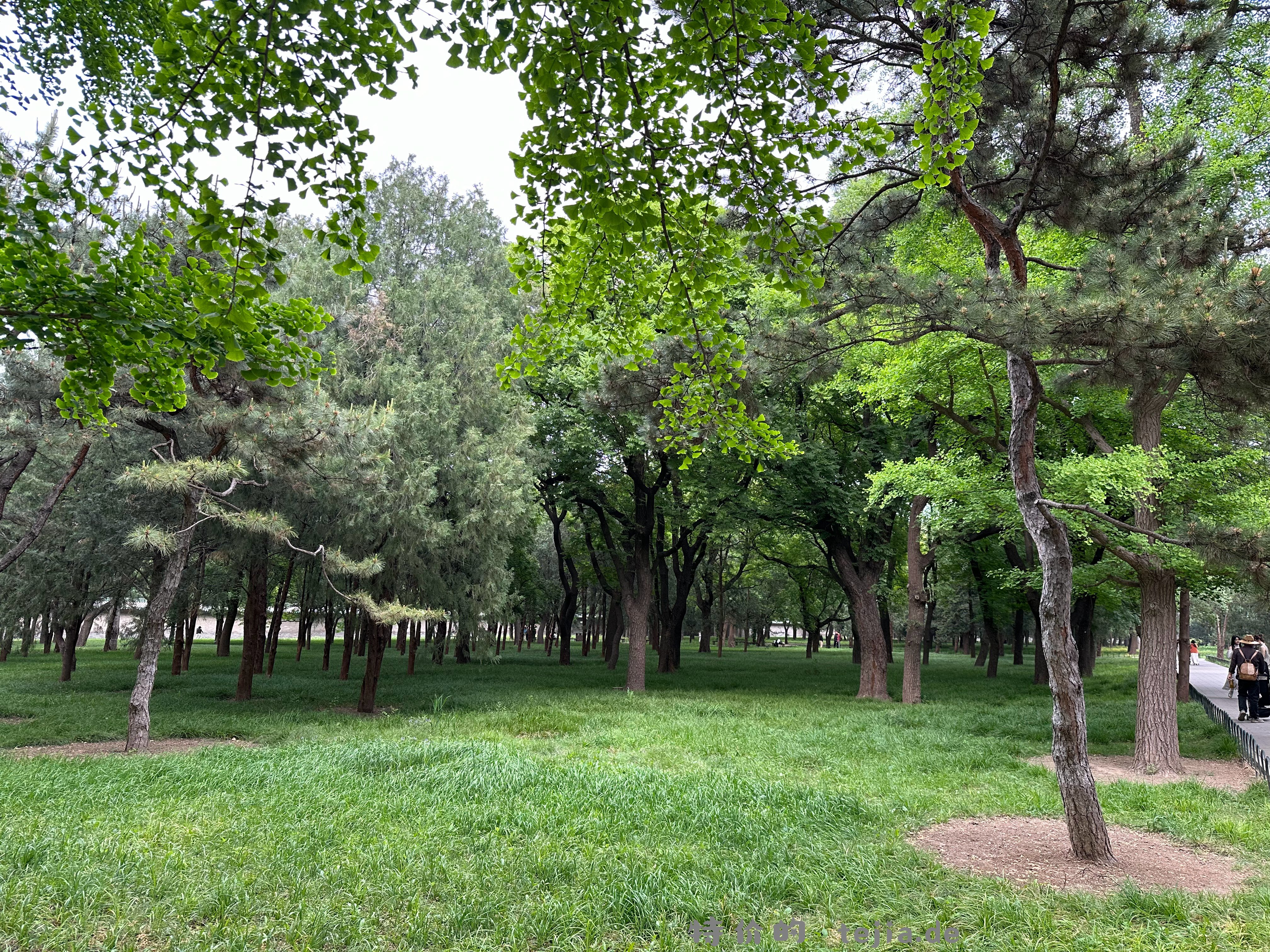 天坛很美 建筑 大树 太值得了 看降旗也很累 大家都是差不多时间来 - 特价的