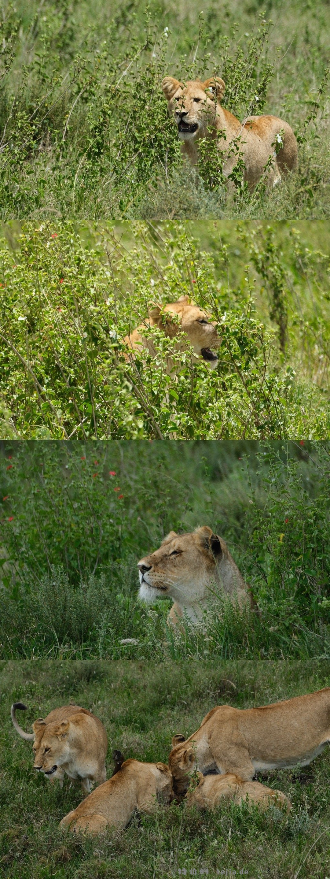 数以万计的角马奔腾 尘土飞扬 猎豹追风 群狮蛰伏 是最原始的生命张力 - 特价的