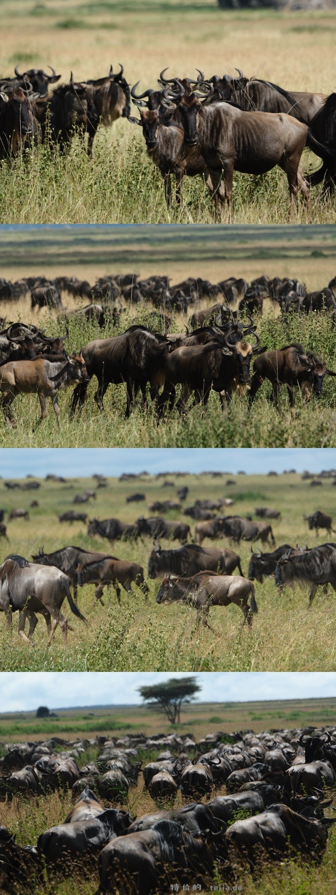 数以万计的角马奔腾 尘土飞扬 猎豹追风 群狮蛰伏 是最原始的生命张力 - 特价的