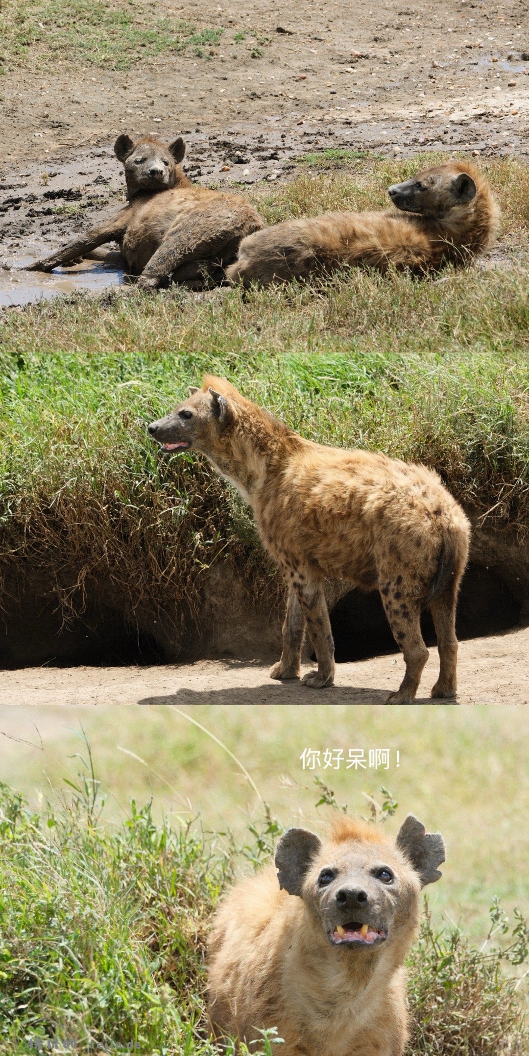 数以万计的角马奔腾 尘土飞扬 猎豹追风 群狮蛰伏 是最原始的生命张力 - 特价的